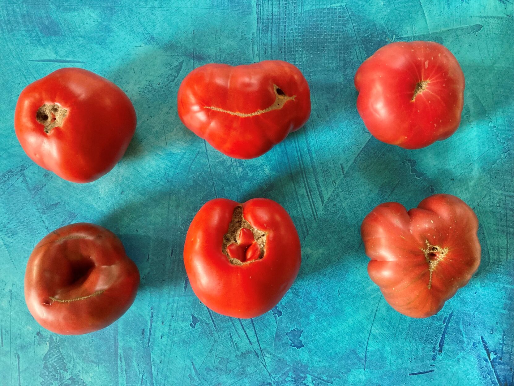 Tomato beauty pageant